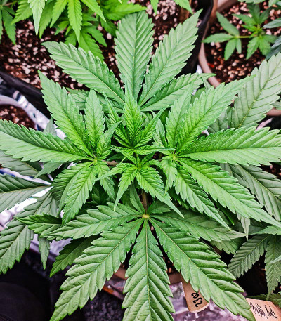Purple Lemonade FF fem (FastBuds) семена конопли