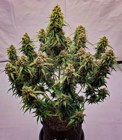 Sour Jealousy Auto fem (FastBuds) семена конопли