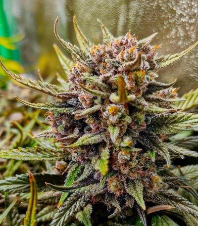 Strawberry Gorilla Auto RF3 fem (FastBuds) семена конопли