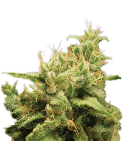 Opium fem (Paradise Seeds) семена конопли