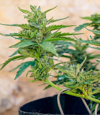 Auto CBD-Victory fem (Dutch Passion) семена конопли