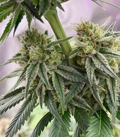 Crescendo RBX1 fem (Ethos Genetics) семена конопли
