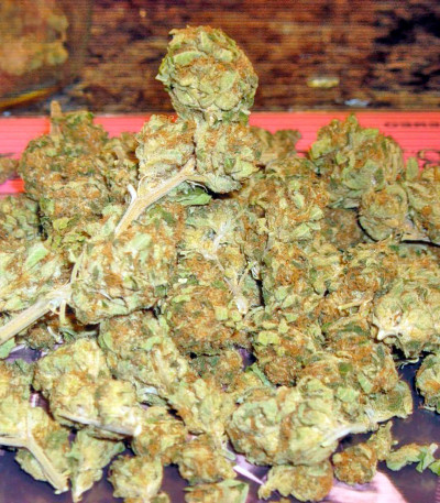 Trainwreck fem (Humboldt Seeds) семена конопли