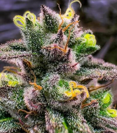 LFG fem (Barney's Farm) семена конопли