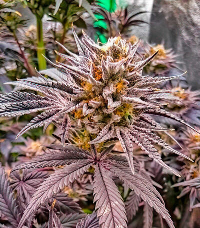 Lemon Cherry Runtz fem (FastBuds) семена конопли