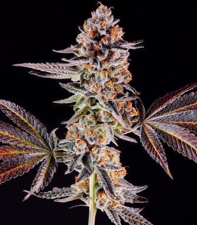 La Bomba fem (Compound Genetics) семена конопли