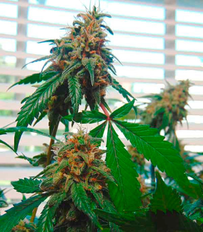 Cotton Candy Kush fem (Delicious Seeds) семена конопли
