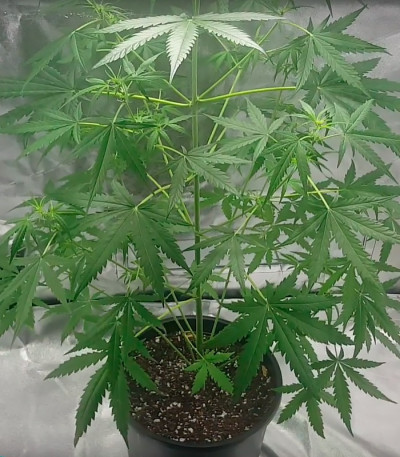 Bulk Smash Auto fem (Dr. Krippling Seeds) семена конопли
