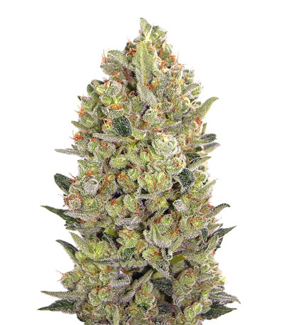 00 Cheese (00 Hashchis) fem (00 Seeds) семена конопли