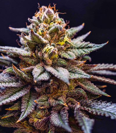 Gorilla Melon fem (FastBuds) семена конопли