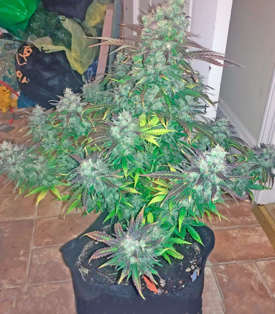 Northern Lights x Big Bud Auto fem (World of Seeds) семена конопли