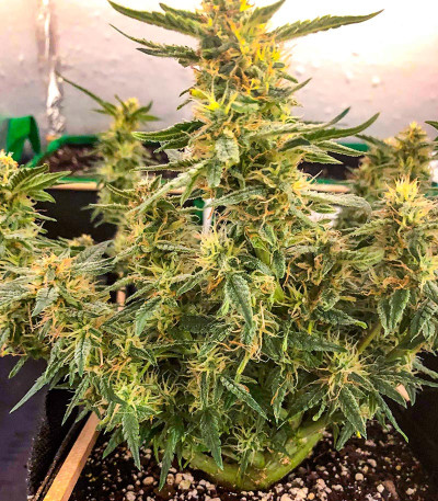 Семена конопли сорта Snow Star Auto