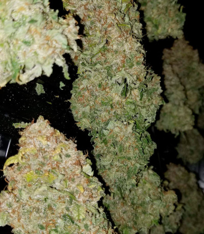 Monster Moby (Monster Genetics) семена конопли
