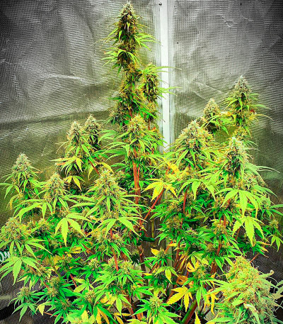 Runtz Auto fem (Barney's Farm) семена конопли