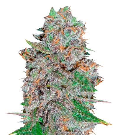 La Diva fem (Delicious Seeds) семена конопли