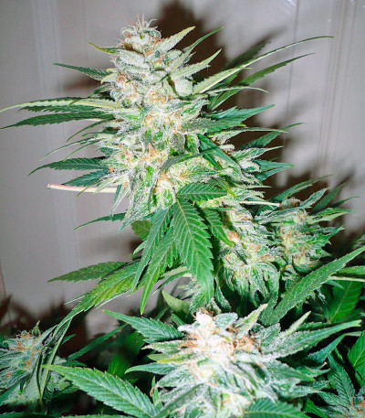 Great White Shark (Green House Seeds) семена конопли