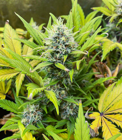 Sweet ZZ Automatic fem (RQS) семена конопли