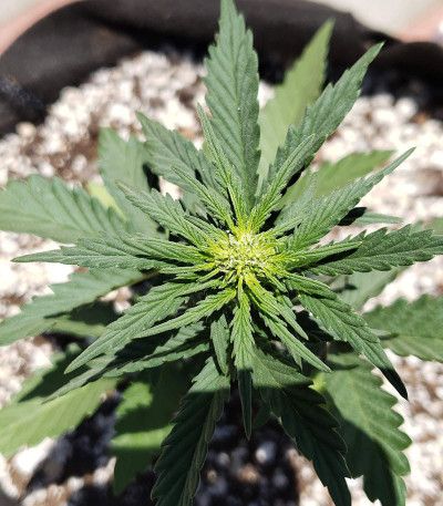 Bruce Banner (Monster Genetics) семена конопли