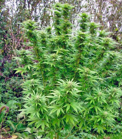 Sweet Cheese F1 Fast Version fem (Sweet Seeds) семена конопли
