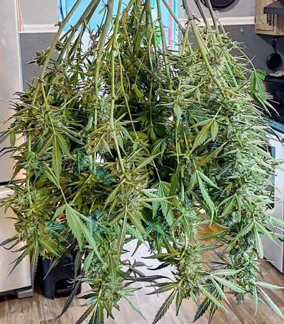 Gorilla Glue #4 fem (Blimburn Seeds) семена конопли