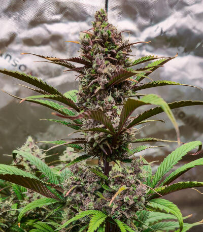 Strawberry Gorilla Auto RF3 fem (FastBuds) семена конопли
