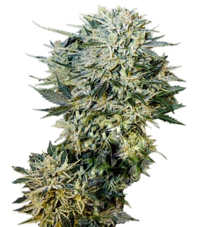 Sugar Gom auto fem семена конопли
