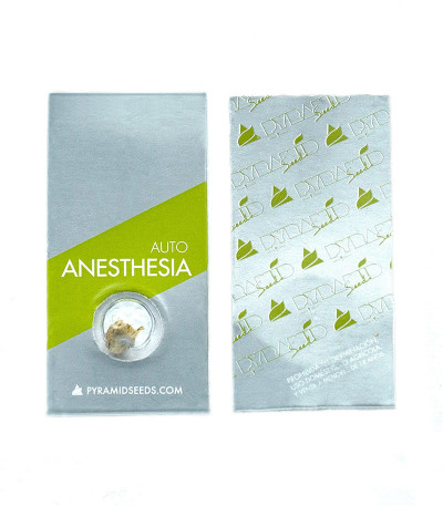 Auto Anesthesia fem (Pyramid Seeds) семена конопли