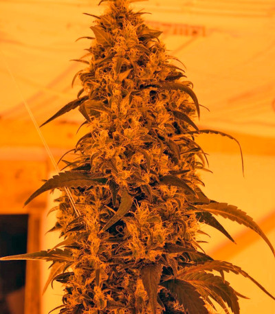 Y Griega fem семена конопли