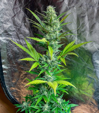 Jet Fuel Mandarine XL Auto fem (Sweet Seeds) семена конопли