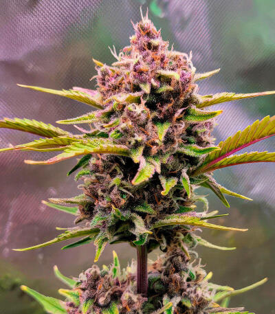 Strawberry Gorilla Auto RF3 fem (FastBuds) семена конопли
