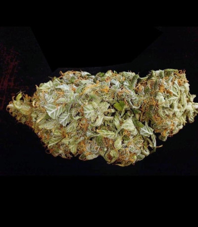 Buddha White Dwarf auto fem семена конопли