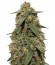 Cookies auto fem FastBuds семена конопли