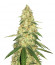 Gorilla Glue # 4 fem ( Cali Buds Seeds) семена конопли