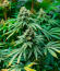 RudeBoi OG F1 fem (Seedkeepers) семена конопли