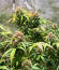 Gorilla Glue #4 Fast Version fem (Easy Grow Seeds) семена конопли