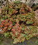 CBD Apple Betty Auto fem (Herbies Seeds) семена конопли