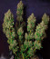 Godzilla Cookies Auto fem (Herbies Seeds) семена конопли