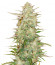 Original Auto Chemdawg fem (FastBuds) семена конопли