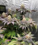 Runtz Muffin от Barney’s Farm семена конопли