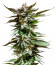 Girl Scout Cookies fem семена конопли