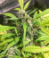 Baikal Express (Kalashnikov Seeds) семена конопли