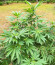 Cafe Racer (Blimburn Seeds) семена конопли