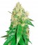 Northern Light Blue fem (Delicious Seeds) семена конопли