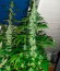 Spiritual Punk fem (Samsara Seeds) семена конопли
