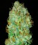 Auto Daiquiri Lime fem (Dutch Passion) семена конопли