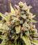 Strawberry Gorilla Auto RF3 fem (FastBuds) семена конопли