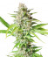 Lavanda Cream fem (Kalashnikov Seeds) семена конопли