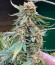 Lemon Tree от Barney's Farm семена конопли