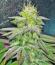 Zillions fem от Barney's Farm семена конопли