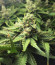 Lemon Tree от Barney's Farm семена конопли